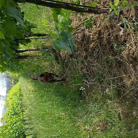 Pietra Maula Castelraimondo