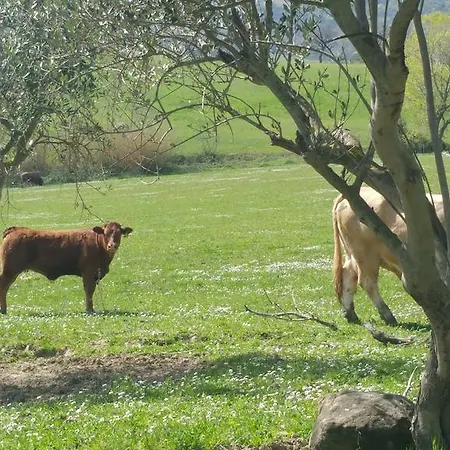 Pietra Maula Castelraimondo