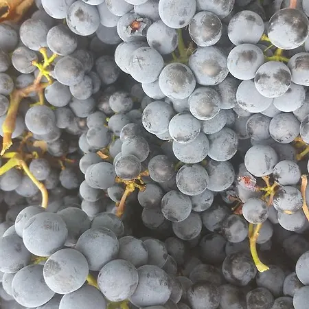 Pietra Maula Castelraimondo