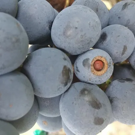 Pietra Maula