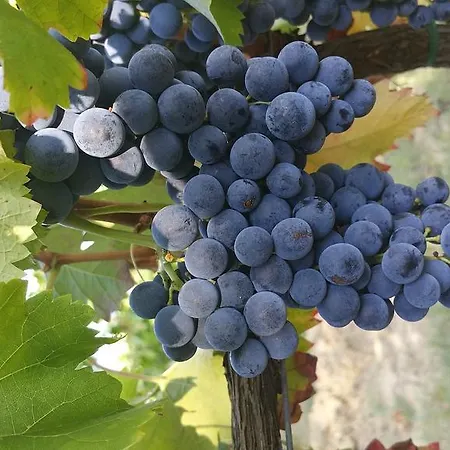 ファームステイ Pietra Maula *