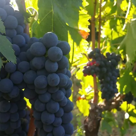 ファームステイ Pietra Maula