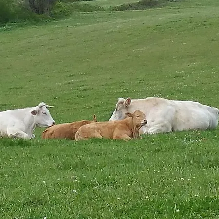 Pietra Maula Castelraimondo