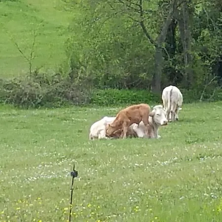 Vakantieboerderij Pietra Maula *