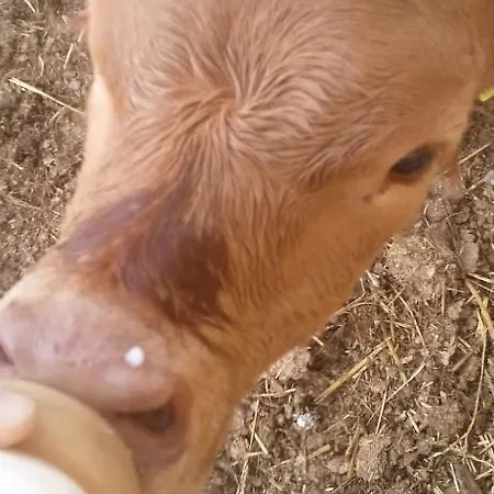 Pietra Maula ファームステイ Castelraimondo