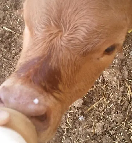 Pietra Maula 农家乐 卡斯泰莱门多